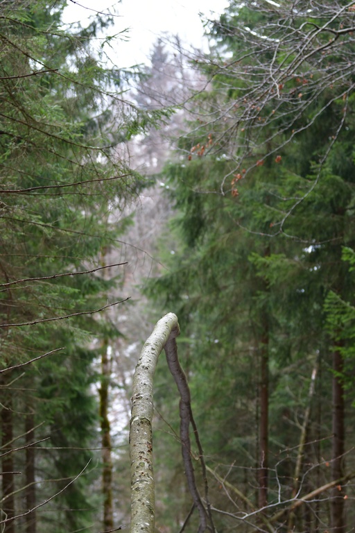 2018-12-29 Hohenschwangau/DSC_8624.JPG